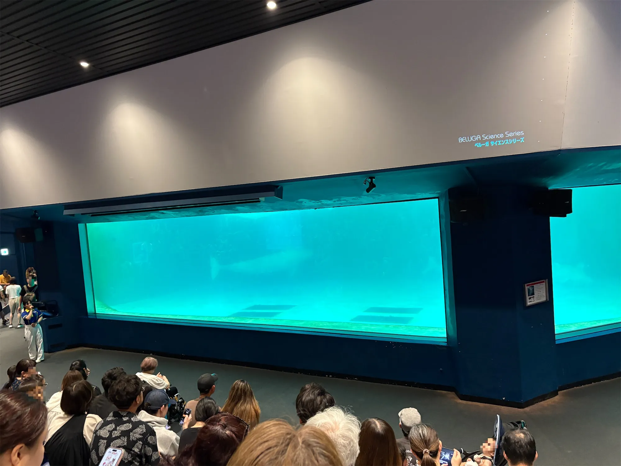 ベルーガの屋内会場マリンシアター