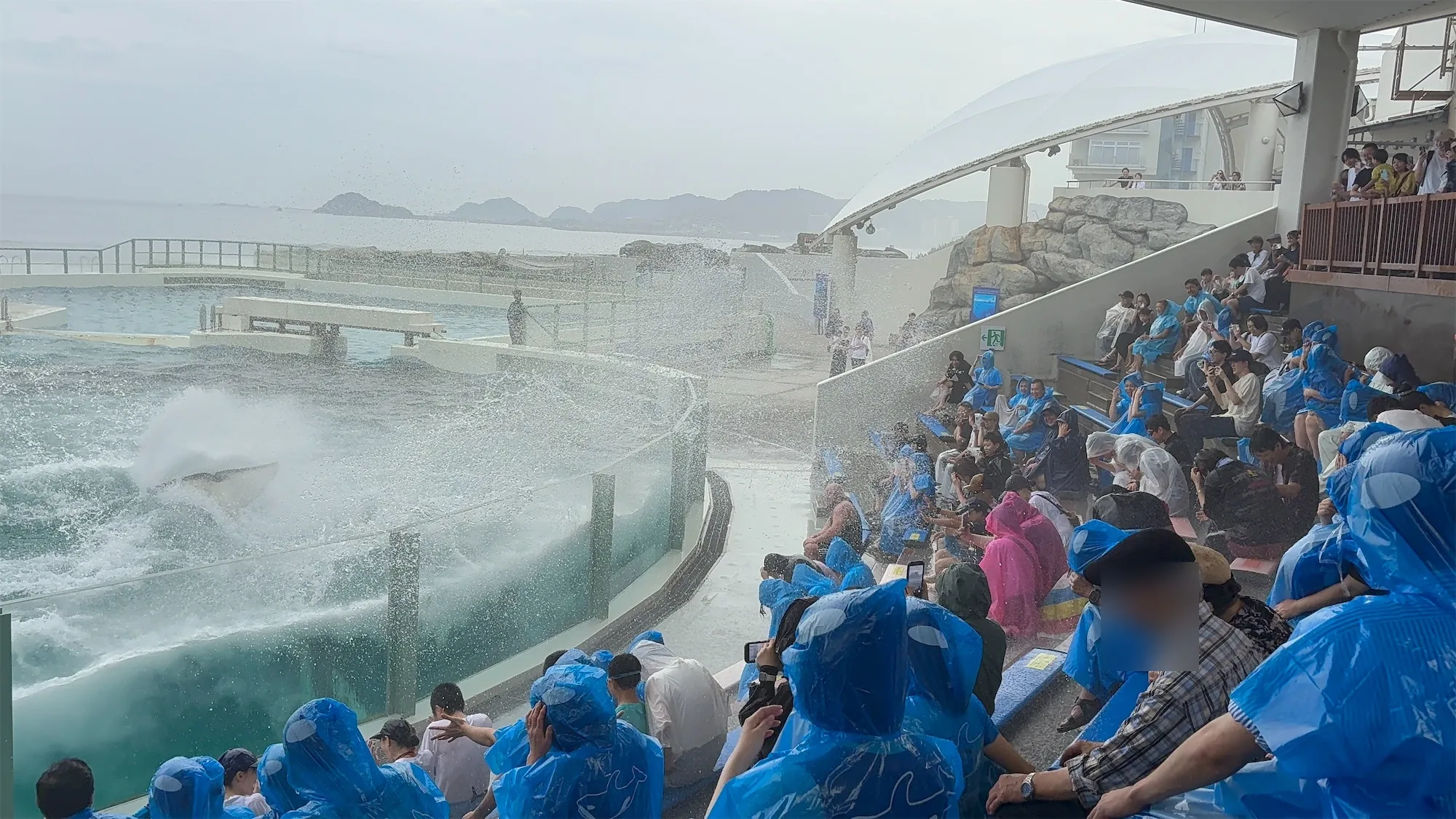 シャチのパフォーマンス。サマースプラッシュの水しぶき