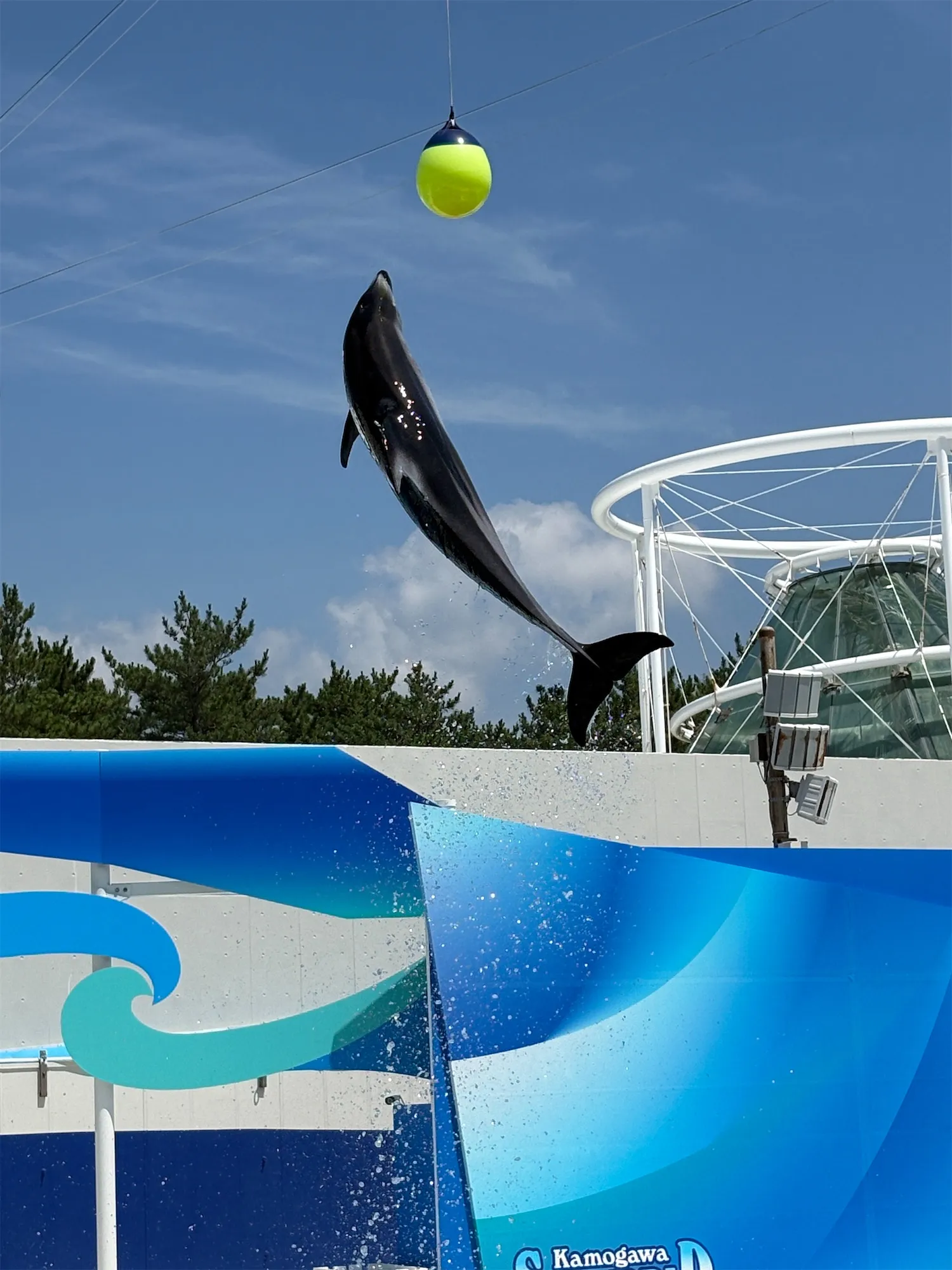 イルカのジャンプ